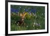 Black Tail Deer Fawn, Alpine Wildflowers-Ken Archer-Framed Photographic Print