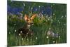 Black Tail Deer Fawn, Alpine Wildflowers-Ken Archer-Mounted Photographic Print