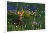 Black Tail Deer Fawn, Alpine Wildflowers-Ken Archer-Framed Photographic Print