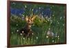 Black Tail Deer Fawn, Alpine Wildflowers-Ken Archer-Framed Photographic Print