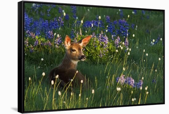 Black Tail Deer Fawn, Alpine Wildflowers-Ken Archer-Framed Stretched Canvas