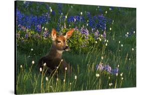 Black Tail Deer Fawn, Alpine Wildflowers-Ken Archer-Stretched Canvas