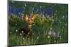 Black Tail Deer Fawn, Alpine Wildflowers-Ken Archer-Mounted Premium Photographic Print