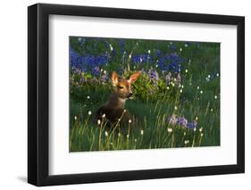 Black Tail Deer Fawn, Alpine Wildflowers-Ken Archer-Framed Photographic Print