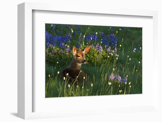 Black Tail Deer Fawn, Alpine Wildflowers-Ken Archer-Framed Photographic Print