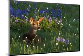 Black Tail Deer Fawn, Alpine Wildflowers-Ken Archer-Mounted Photographic Print