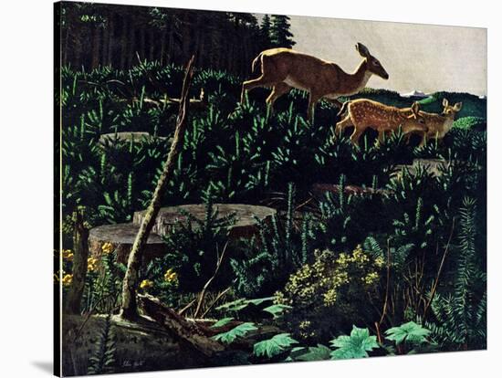 Black Tail Deer-Stan Galli-Stretched Canvas