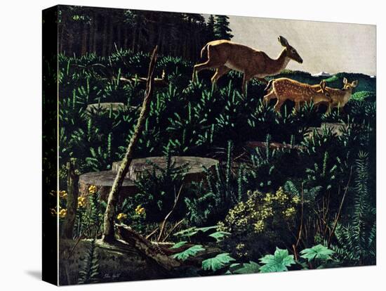 Black Tail Deer-Stan Galli-Stretched Canvas