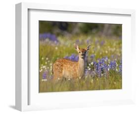 Black-Tail Fawn (Odocoileus Hemionus Columbianus) in Lupine Field, Olympic Nat'l Park, USA-Gary Luhm-Framed Photographic Print