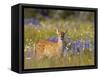 Black-Tail Fawn (Odocoileus Hemionus Columbianus) in Lupine Field, Olympic Nat'l Park, USA-Gary Luhm-Framed Stretched Canvas