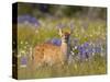 Black-Tail Fawn (Odocoileus Hemionus Columbianus) in Lupine Field, Olympic Nat'l Park, USA-Gary Luhm-Stretched Canvas