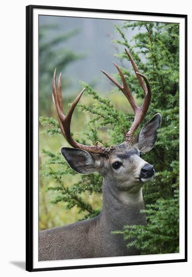 Black-tailed Deer Buck, Mount Rainier National Park, Washington-Ken Archer-Framed Premium Photographic Print