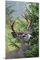 Black-tailed Deer Buck, Mount Rainier National Park, Washington-Ken Archer-Mounted Premium Photographic Print
