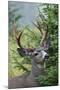 Black-tailed Deer Buck, Mount Rainier National Park, Washington-Ken Archer-Mounted Premium Photographic Print