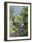 Black-tailed Deer Buck, Mount Rainier National Park, Washington-Ken Archer-Framed Photographic Print