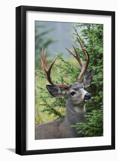 Black-tailed Deer Buck, Mount Rainier National Park, Washington-Ken Archer-Framed Photographic Print