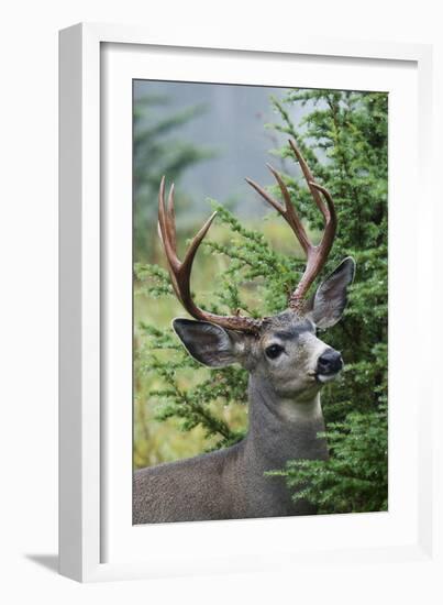 Black-tailed Deer Buck, Mount Rainier National Park, Washington-Ken Archer-Framed Photographic Print
