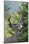 Black-tailed Deer Buck, Mount Rainier National Park, Washington-Ken Archer-Mounted Photographic Print