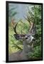 Black-tailed Deer Buck, Mount Rainier National Park, Washington-Ken Archer-Framed Photographic Print
