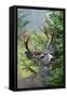 Black-tailed Deer Buck, Mount Rainier National Park, Washington-Ken Archer-Framed Stretched Canvas