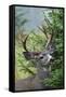 Black-tailed Deer Buck, Mount Rainier National Park, Washington-Ken Archer-Framed Stretched Canvas