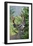 Black-tailed Deer Buck, Mount Rainier National Park, Washington-Ken Archer-Framed Premium Photographic Print