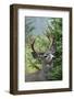 Black-tailed Deer Buck, Mount Rainier National Park, Washington-Ken Archer-Framed Photographic Print