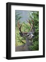 Black-tailed Deer Buck, Mount Rainier National Park, Washington-Ken Archer-Framed Photographic Print