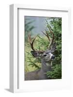 Black-tailed Deer Buck, Mount Rainier National Park, Washington-Ken Archer-Framed Photographic Print