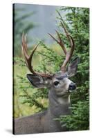 Black-tailed Deer Buck, Mount Rainier National Park, Washington-Ken Archer-Stretched Canvas