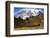 Black-tailed Deer Buck, Mount Rainier-Ken Archer-Framed Photographic Print