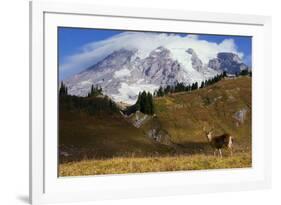 Black-tailed Deer Buck, Mount Rainier-Ken Archer-Framed Photographic Print