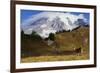 Black-tailed Deer Buck, Mount Rainier-Ken Archer-Framed Photographic Print