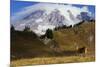 Black-tailed Deer Buck, Mount Rainier-Ken Archer-Mounted Photographic Print