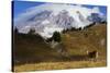 Black-tailed Deer Buck, Mount Rainier-Ken Archer-Stretched Canvas