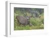 Black-tailed Deer Buck-Ken Archer-Framed Photographic Print