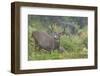 Black-tailed Deer Buck-Ken Archer-Framed Premium Photographic Print