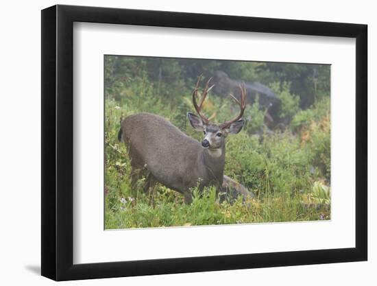 Black-tailed Deer Buck-Ken Archer-Framed Premium Photographic Print