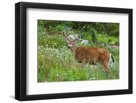 Black-tailed Deer Buck-Ken Archer-Framed Premium Photographic Print