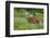 Black-tailed Deer Buck-Ken Archer-Framed Premium Photographic Print