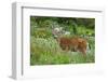 Black-tailed Deer Buck-Ken Archer-Framed Premium Photographic Print