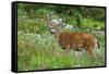 Black-tailed Deer Buck-Ken Archer-Framed Stretched Canvas