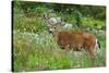 Black-tailed Deer Buck-Ken Archer-Stretched Canvas