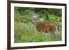 Black-tailed Deer Buck-Ken Archer-Framed Photographic Print