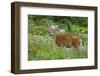 Black-tailed Deer Buck-Ken Archer-Framed Photographic Print