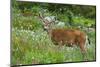 Black-tailed Deer Buck-Ken Archer-Mounted Photographic Print