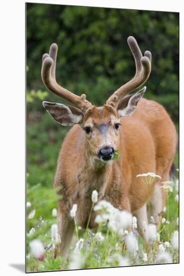 Black-tailed Deer Buck-Ken Archer-Mounted Premium Photographic Print