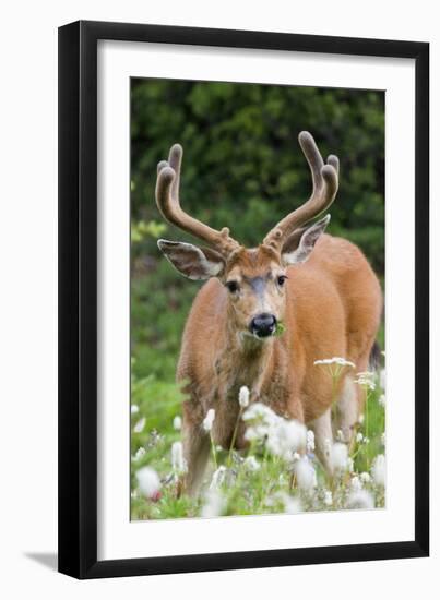 Black-tailed Deer Buck-Ken Archer-Framed Photographic Print