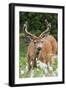 Black-tailed Deer Buck-Ken Archer-Framed Photographic Print