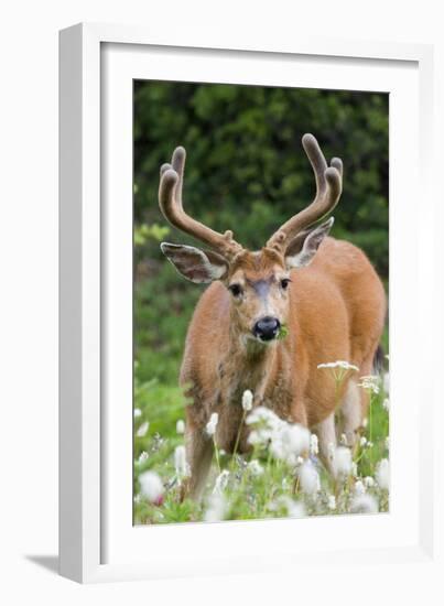 Black-tailed Deer Buck-Ken Archer-Framed Photographic Print